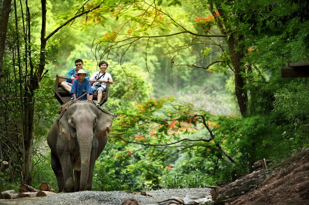 Khu bảo tồn voi Maesa